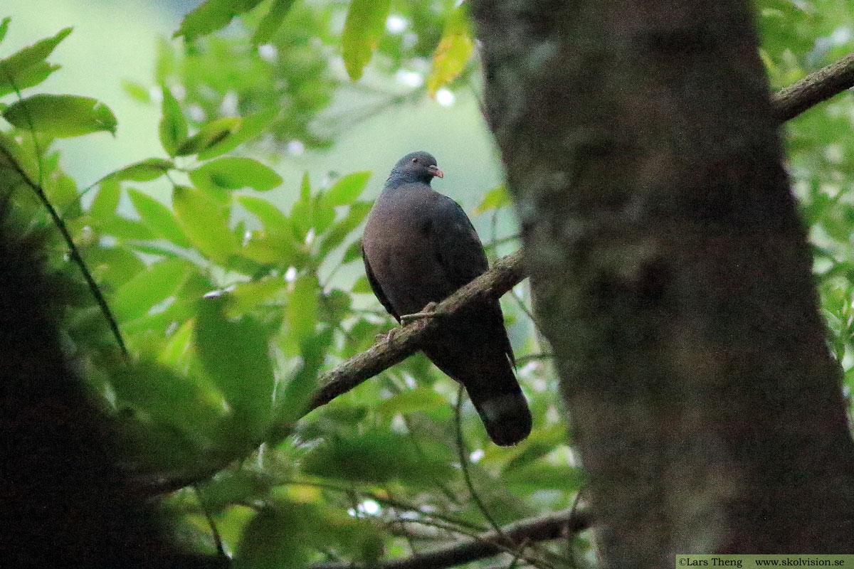 Kanarieduva, Columba bolli